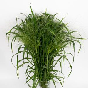 FEUIL. PANICUM ILE DE France